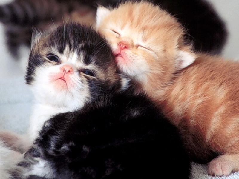 Feral Cat - Scottish Fold kittens (Felis silvestris catus) {!--고양이,스코티시폴드 품종-->; DISPLAY FULL IMAGE.