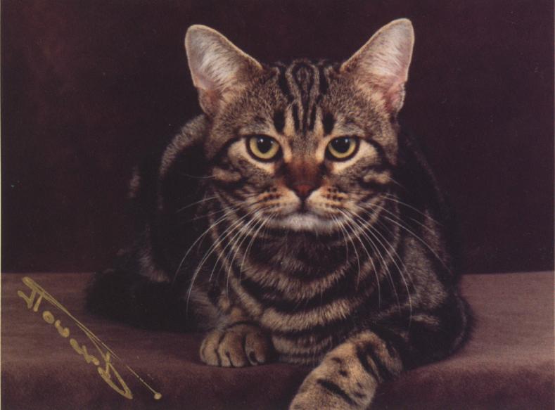 Feral Cat - Tabby (Felis silvestris catus) {!--고양이,태비 품종-->; DISPLAY FULL IMAGE.