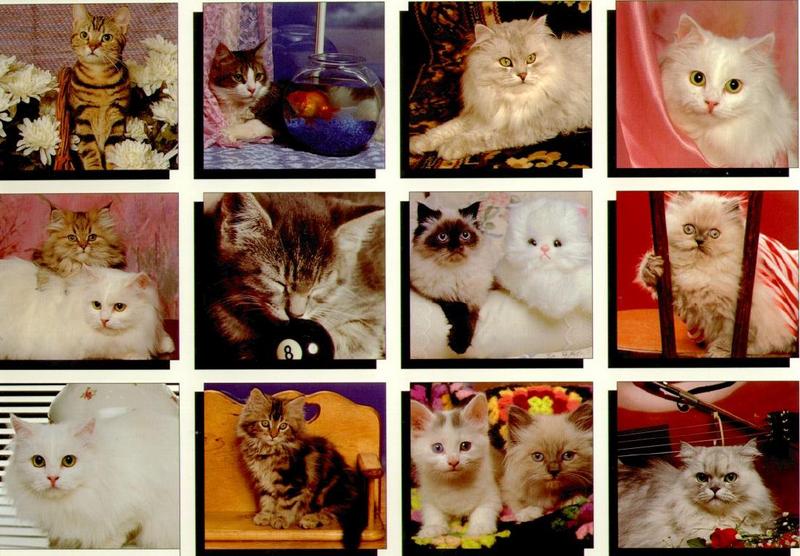 Ron Kimball's Joy of Cats INDEX {!--고양이-->; DISPLAY FULL IMAGE.
