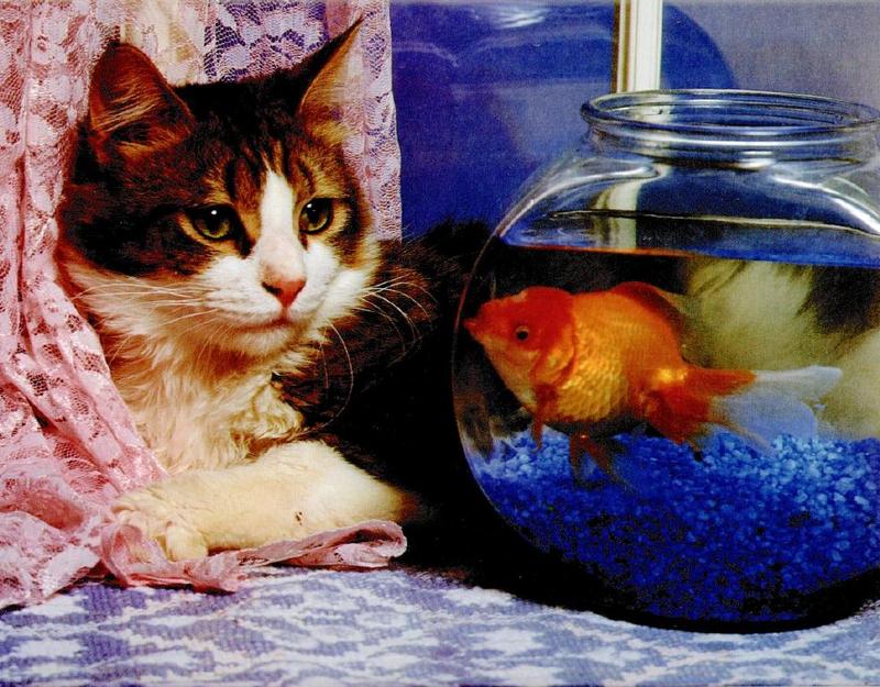 Ron Kimball's Joy of Cats 03 - Tabby Cat {!--고양이-->; DISPLAY FULL IMAGE.