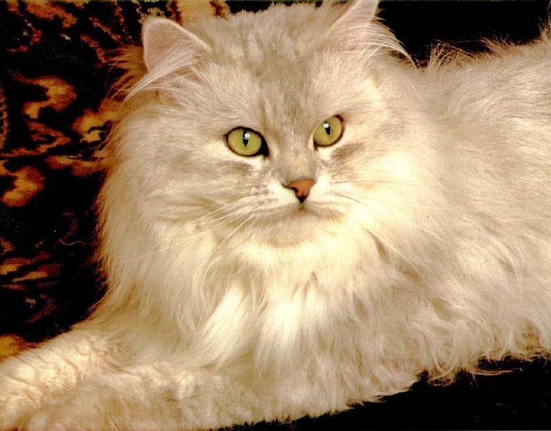 Ron Kimball's Joy of Cats 04 - White Cat {!--고양이-->; DISPLAY FULL IMAGE.