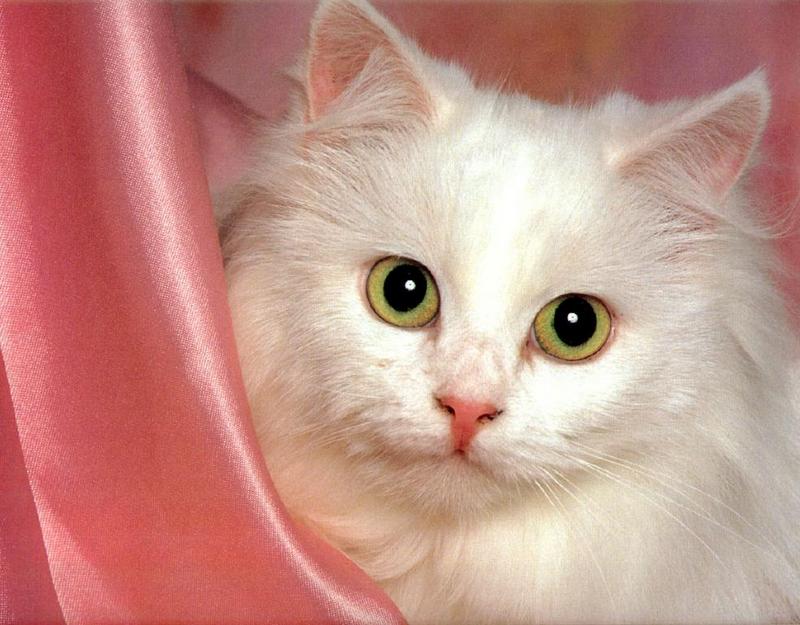 Ron Kimball's Joy of Cats 05 - White Cat {!--고양이-->; DISPLAY FULL IMAGE.