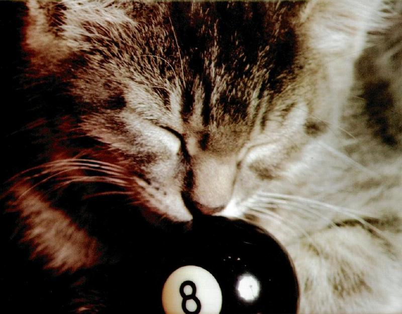 Ron Kimball's Joy of Cats 07 - Gray Cat {!--고양이-->; DISPLAY FULL IMAGE.