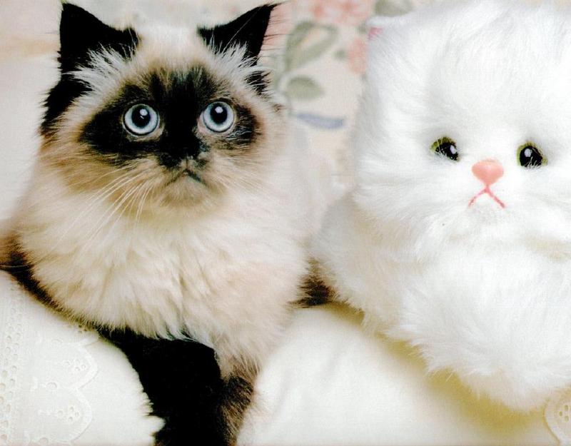 Ron Kimball's Joy of Cats 08 - kitten {!--고양이-->; DISPLAY FULL IMAGE.
