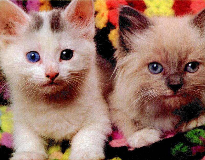 Ron Kimball's Joy of Cats 11 - kittens {!--고양이-->; DISPLAY FULL IMAGE.