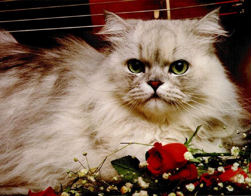 Ron Kimball's Joy of Cats 12 - Persian {!--고양이-->; DISPLAY FULL IMAGE.