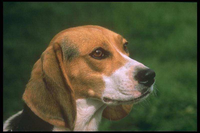 Dog - Beagle (Canis lupus familiaris) {!--개, 비글-->; DISPLAY FULL IMAGE.