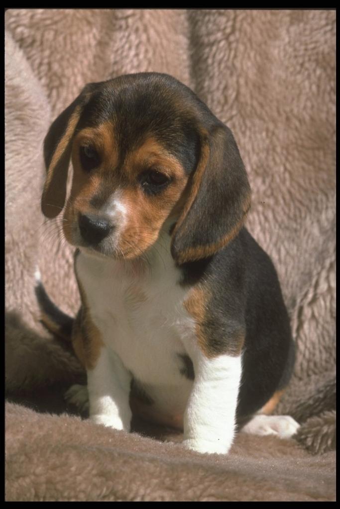 Beagle Dog Images