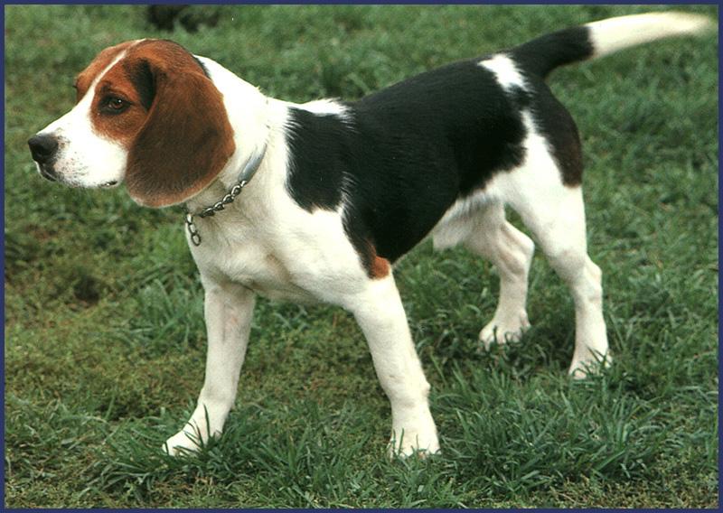 Dog - Beagle (Canis lupus familiaris) {!--개, 비글-->; DISPLAY FULL IMAGE.