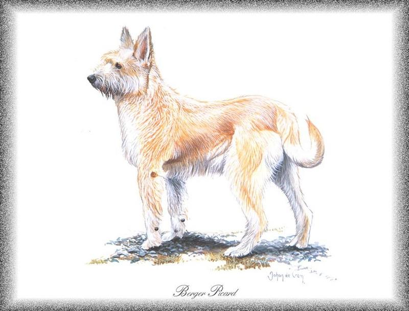[Painting] Dog - Berger de Picard (Canis lupus familiaris) {!--개, 베르제 드 피카르-->; DISPLAY FULL IMAGE.
