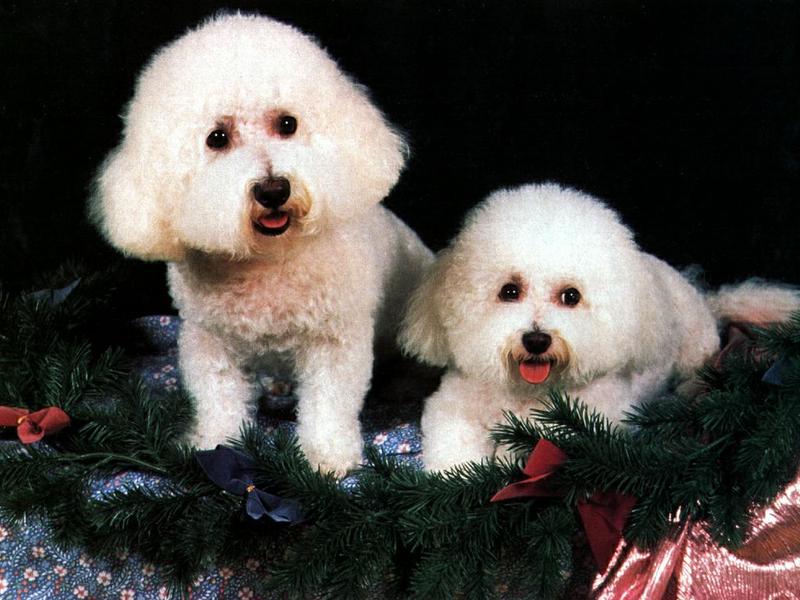 Dogs - Bichon Frise (Canis lupus familiaris) {!--개, 비숑 프리제-->; DISPLAY FULL IMAGE.