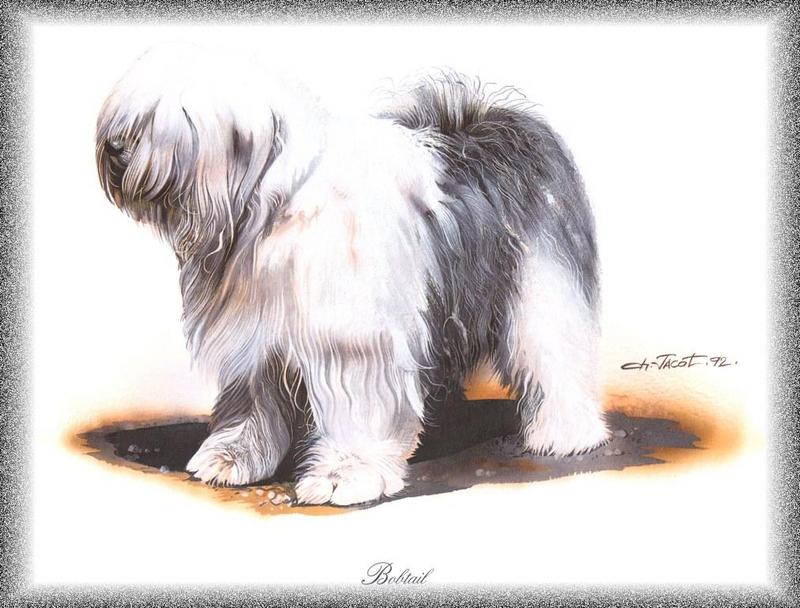 [Painting] Dog - Bobtail (Canis lupus familiaris) {!--개, 밥테일-->; DISPLAY FULL IMAGE.