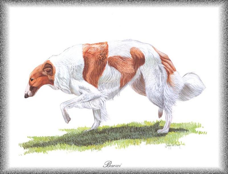 [Painting] Dog - Borzoi (Canis lupus familiaris) {!--개, 보르조이-->; DISPLAY FULL IMAGE.