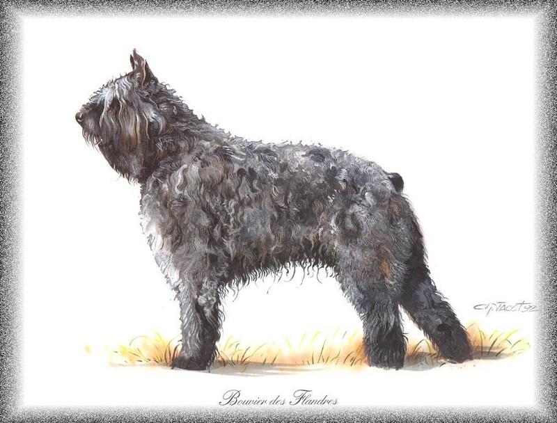 [Painting] Dog - Bouvier Des Flandres (Canis lupus familiaris) {!--개, 부비에 드 플랑드르-->; DISPLAY FULL IMAGE.