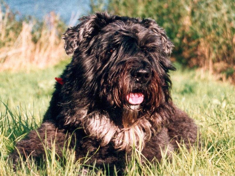 Dog - Bouvier Des Flandres (Canis lupus familiaris) {!--개, 부비에 드 플랑드르-->; DISPLAY FULL IMAGE.