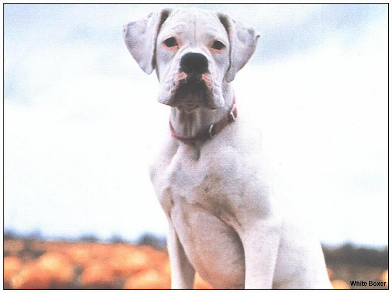 Dog - Boxer (Canis lupus familiaris) {!--개, 복서-->; DISPLAY FULL IMAGE.