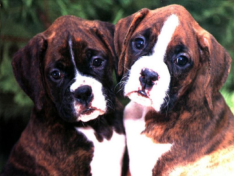Dog puppies - Boxer (Canis lupus familiaris) {!--개, 복서-->; DISPLAY FULL IMAGE.