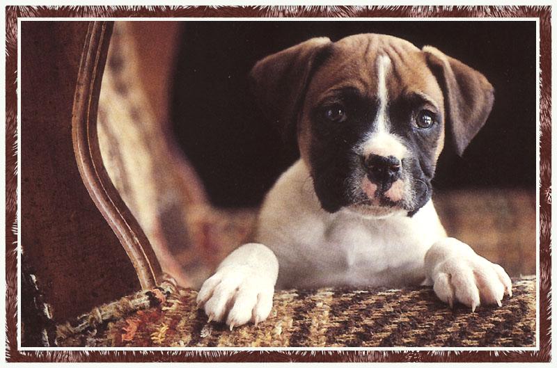 Dog puppy - Boxer (Canis lupus familiaris) {!--개, 복서-->; DISPLAY FULL IMAGE.