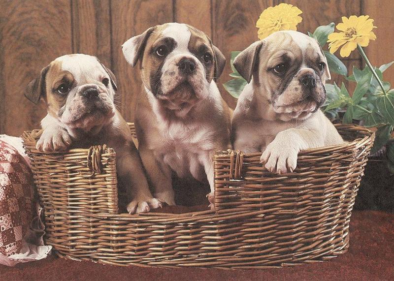 Dog - Bulldog puppies (Canis lupus familiaris) {!--개, 불독-->; DISPLAY FULL IMAGE.