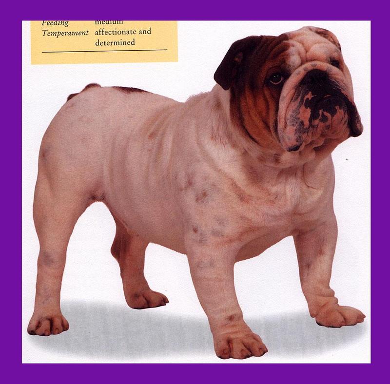 Dog - Bulldog (Canis lupus familiaris) {!--개, 불독-->; DISPLAY FULL IMAGE.