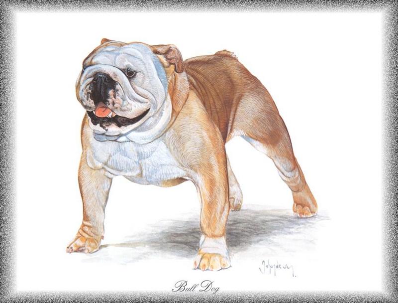 [Painting] Dog - Bulldog (Canis lupus familiaris) {!--개, 불독-->; DISPLAY FULL IMAGE.