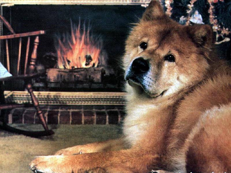 Dog - Chowchow (Canis lupus familiaris) {!--개, 차우차우-->; DISPLAY FULL IMAGE.