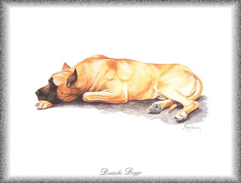 [Painting] Dog - Great Dane (Canis lupus familiaris) {!--개, 그레이트데인-->; DISPLAY FULL IMAGE.
