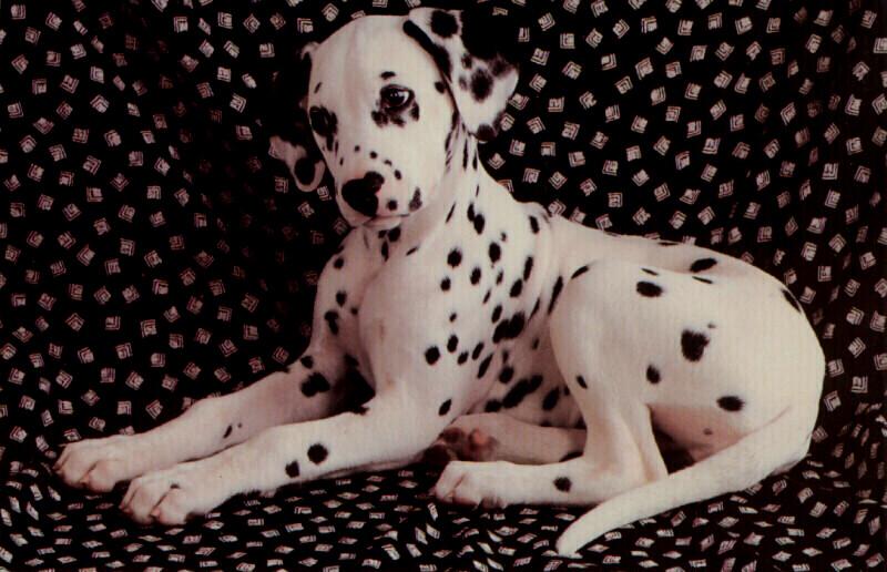Dog - Dalmatian puppy (Canis lupus familiaris) {!--개, 달마시안-->; DISPLAY FULL IMAGE.