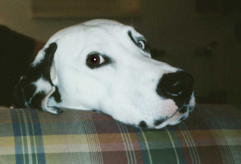 Dog - Dalmatian (Canis lupus familiaris) {!--개, 달마시안-->; DISPLAY FULL IMAGE.