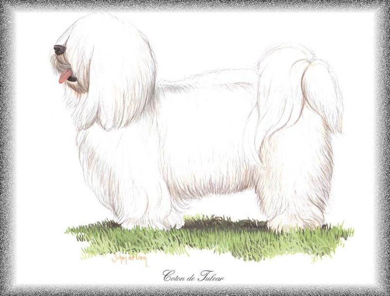 [Painting] Dog - Coton de Tulear (Canis lupus familiaris) {!--개, 꼬똥 드 툴레아-->; DISPLAY FULL IMAGE.