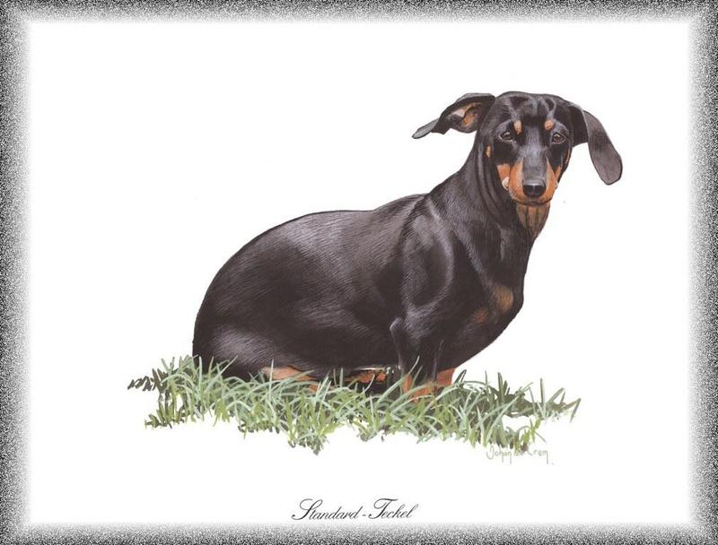 [Painting] Dog - Dachshund/Standard-Teckel (Canis lupus familiaris) {!--개, 닥스훈트-->; DISPLAY FULL IMAGE.