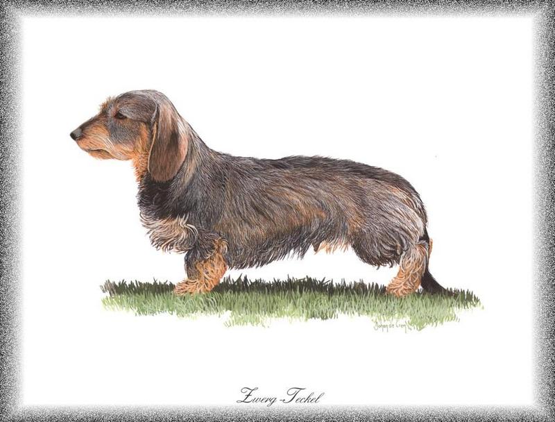 [Painting] Dog - Dachshund/Zwerg-Teckel (Canis lupus familiaris) {!--개, 닥스훈트-->; DISPLAY FULL IMAGE.