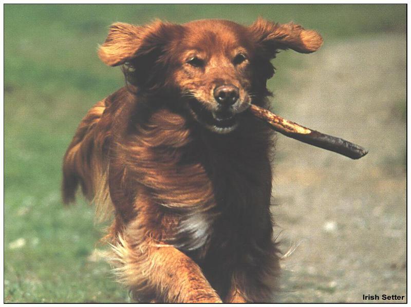 Dog - Irish Setter (Canis lupus familiaris) {!--개, 아이리쉬 세터-->; DISPLAY FULL IMAGE.