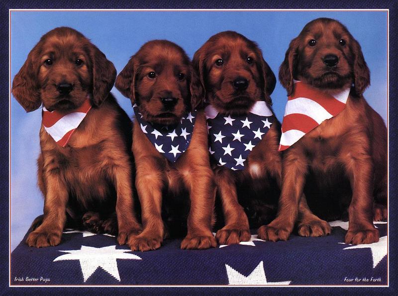 Dogs - Irish Setter puppies (Canis lupus familiaris) {!--개, 아이리쉬 세터-->; DISPLAY FULL IMAGE.