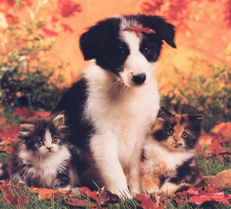 Puppy (Canis lupus familiaris) with kittens {!--강아지와 고양이-->; DISPLAY FULL IMAGE.