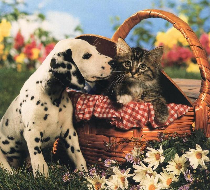 Dalmatian Puppy (Canis lupus familiaris) with kitten {!--달마시안 강아지와 고양이-->; DISPLAY FULL IMAGE.