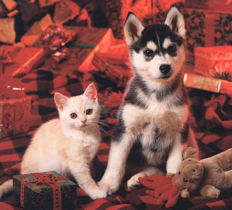 Puppy (Canis lupus familiaris) with kitten {!--강아지와 고양이-->; DISPLAY FULL IMAGE.