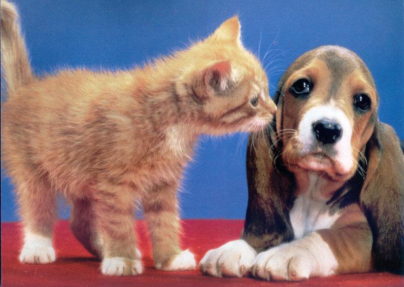 Puppy (Canis lupus familiaris) with kitten {!--강아지와 고양이-->; DISPLAY FULL IMAGE.