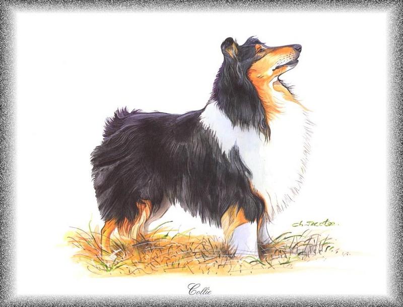 [Painting] Dog - Collie (Canis lupus familiaris) {!--개,콜리-->; DISPLAY FULL IMAGE.