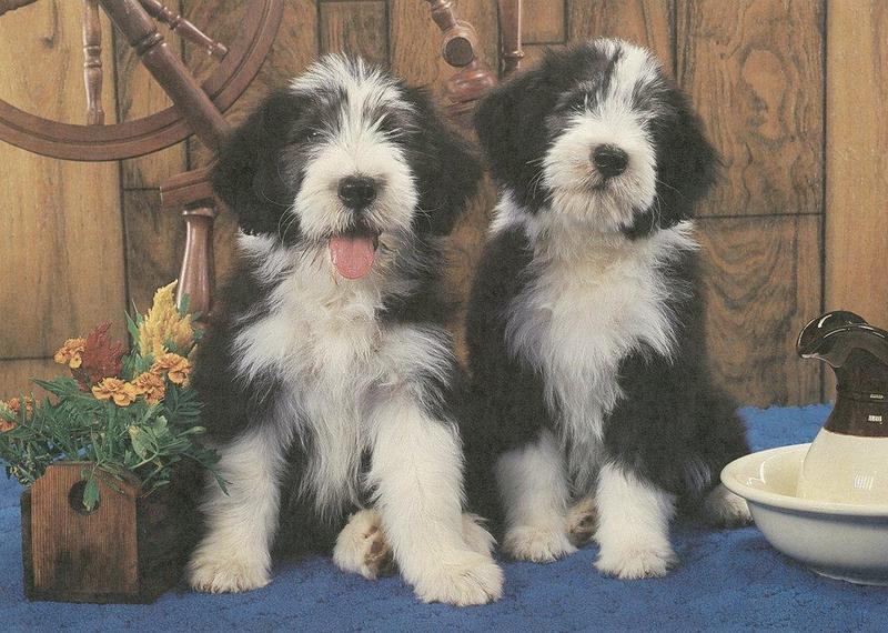 Dogs - Bearded Collie puppies (Canis lupus familiaris) {!--개,비어디드 콜리-->; DISPLAY FULL IMAGE.