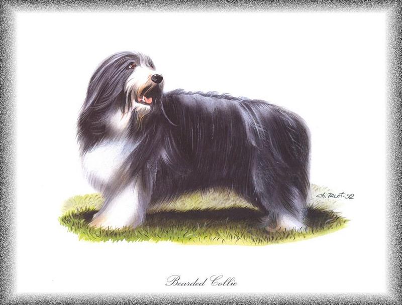 [Painting] Dog - Bearded Collie (Canis lupus familiaris) {!--개,비어디드 콜리-->; DISPLAY FULL IMAGE.