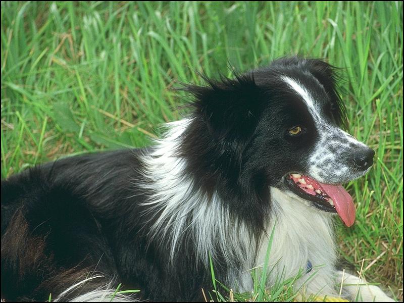 Dog - Border Collie (Canis lupus familiaris) {!--개,보더 콜리-->; DISPLAY FULL IMAGE.