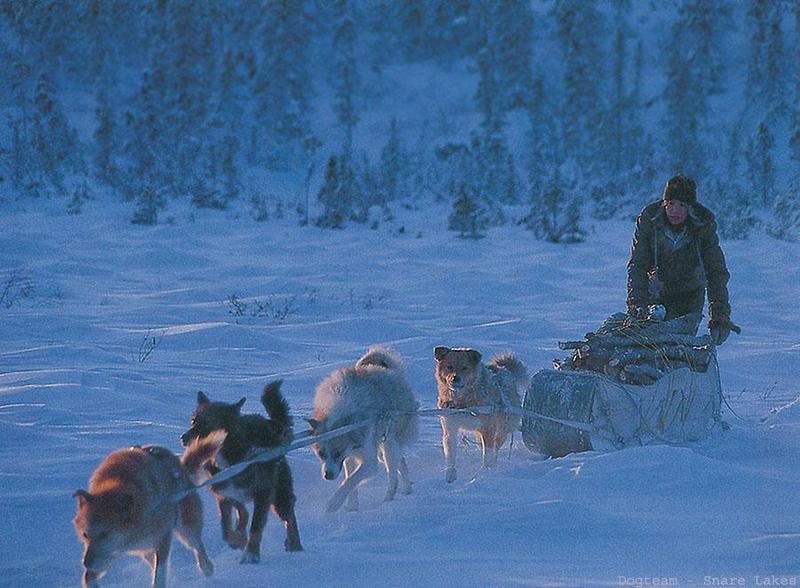 Cananda: Eskimo Sled-dogs (Canis lupus familiaris) {!--썰매개-->; DISPLAY FULL IMAGE.