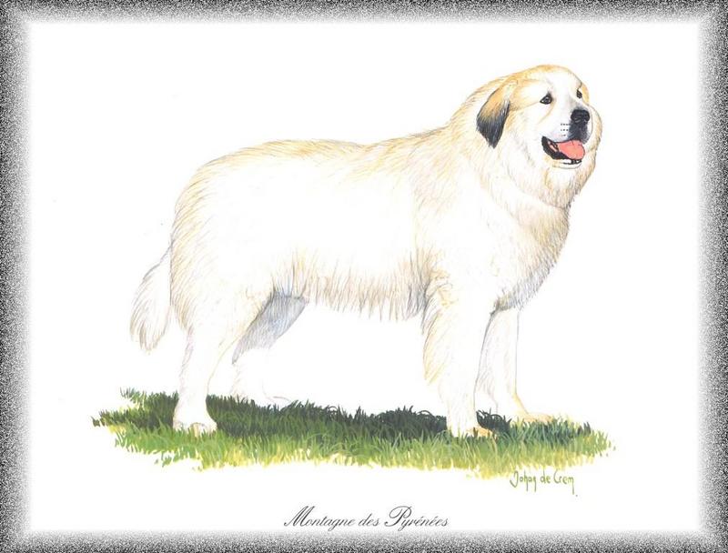 [Painting] Dog - Great Pyrenees (Canis lupus familiaris) {!--개, 그레이트 피레니즈-->; DISPLAY FULL IMAGE.