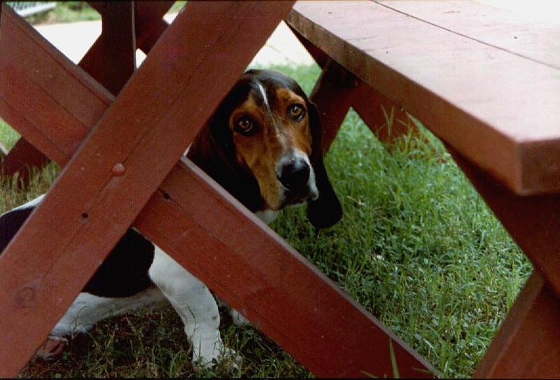 Dog - Basset Hound (Canis lupus familiaris) {!--개, 바셋 하운드-->; DISPLAY FULL IMAGE.