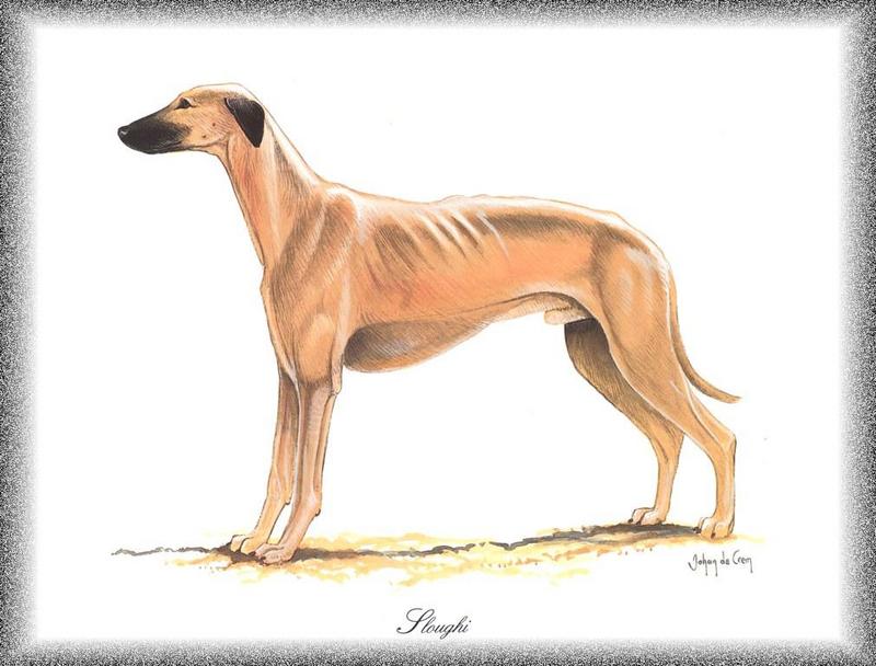 [Painting] Dog - Sloughi/Saluki (Canis lupus familiaris) {!--개, 슬루기(살루키)-->; DISPLAY FULL IMAGE.