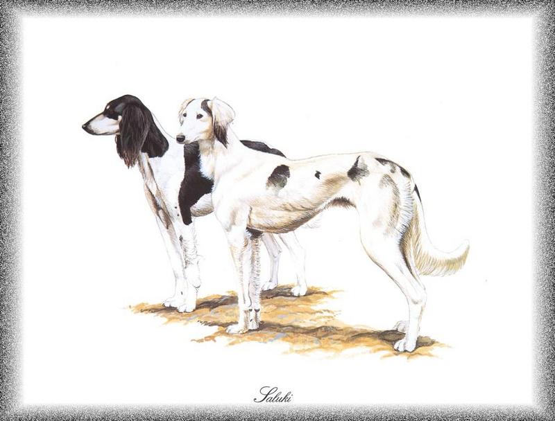 [Painting] Dogs - Sloughi/Saluki (Canis lupus familiaris) {!--개, 슬루기(살루키)-->; DISPLAY FULL IMAGE.
