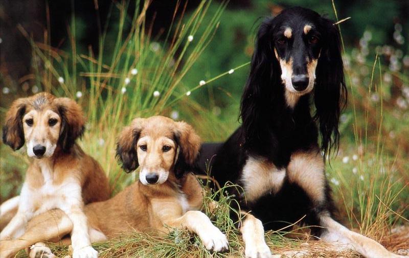 Dogs - Sloughi/Saluki (Canis lupus familiaris) {!--개, 슬루기(살루키)-->; DISPLAY FULL IMAGE.