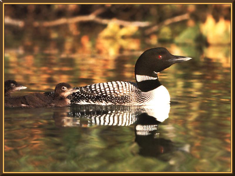 Common Loon mother and chicks (Gavia immer) {!--큰아비-->; DISPLAY FULL IMAGE.