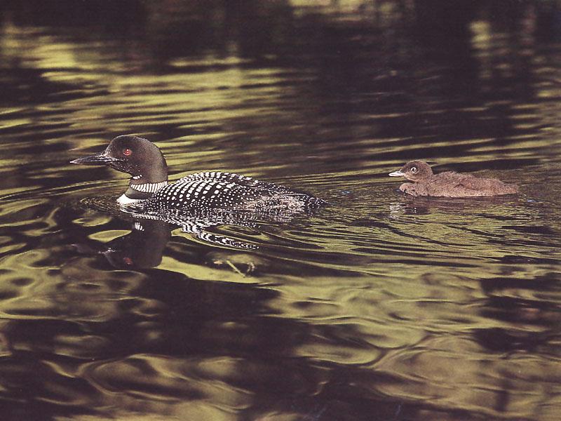 Common Loon mother and chick (Gavia immer) {!--큰아비-->; DISPLAY FULL IMAGE.